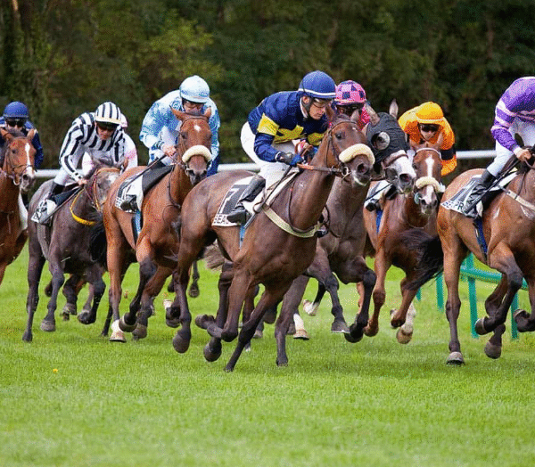 How Horses Build Mental Toughness