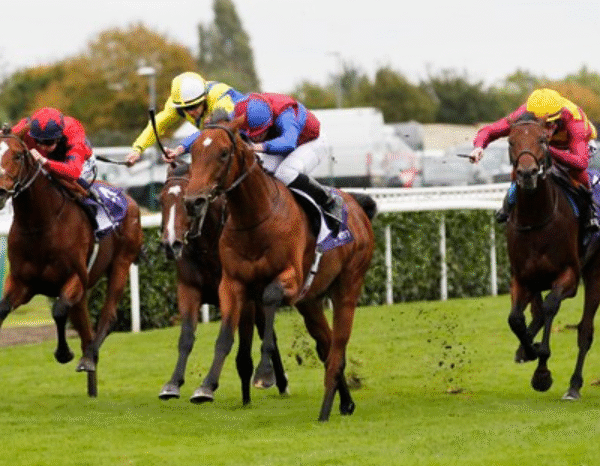 How Horses Learn Complex Cues