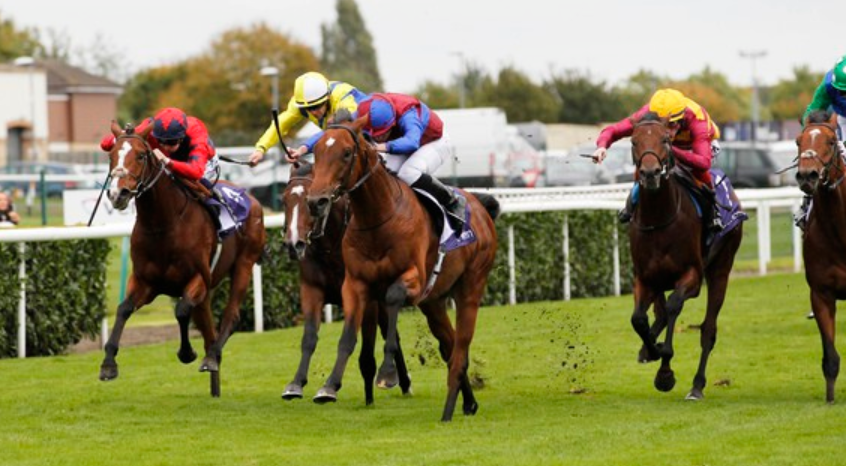 How Horses Learn Complex Cues