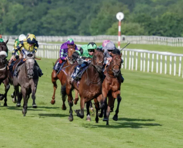 How Horses Learn Racing Patterns