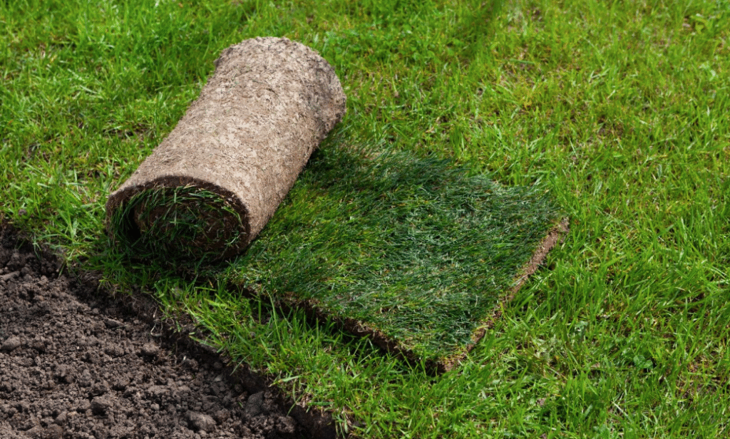 argentdore turf || argentdore